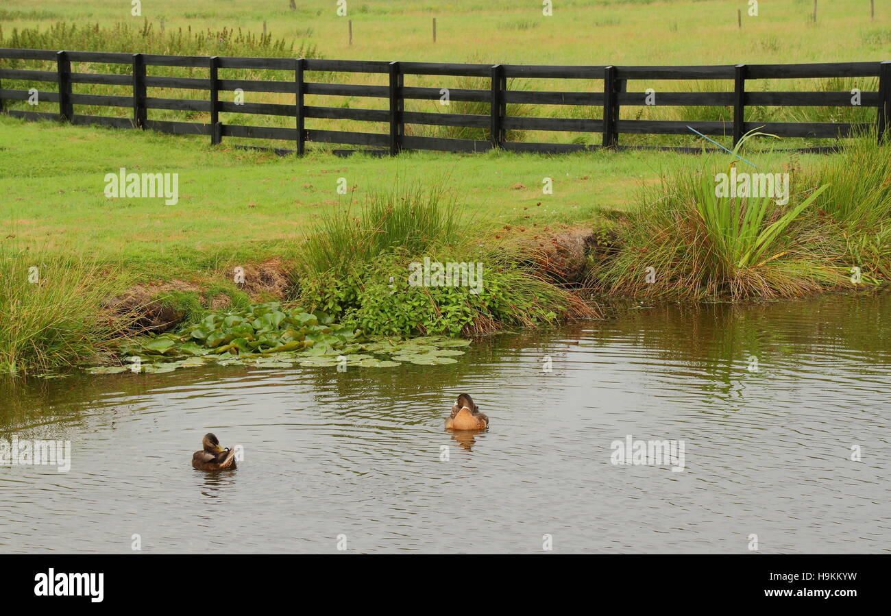 Enten auf einem Teich in einer Farm yard Bild im Querformat mit Kopie Raum Stockfoto