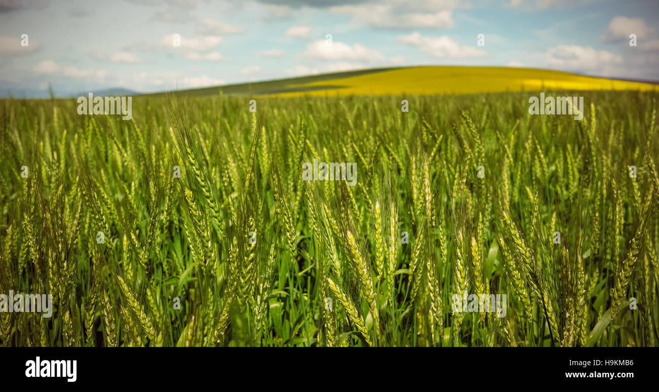 Schönen grünen Weizenfeld Stockfoto