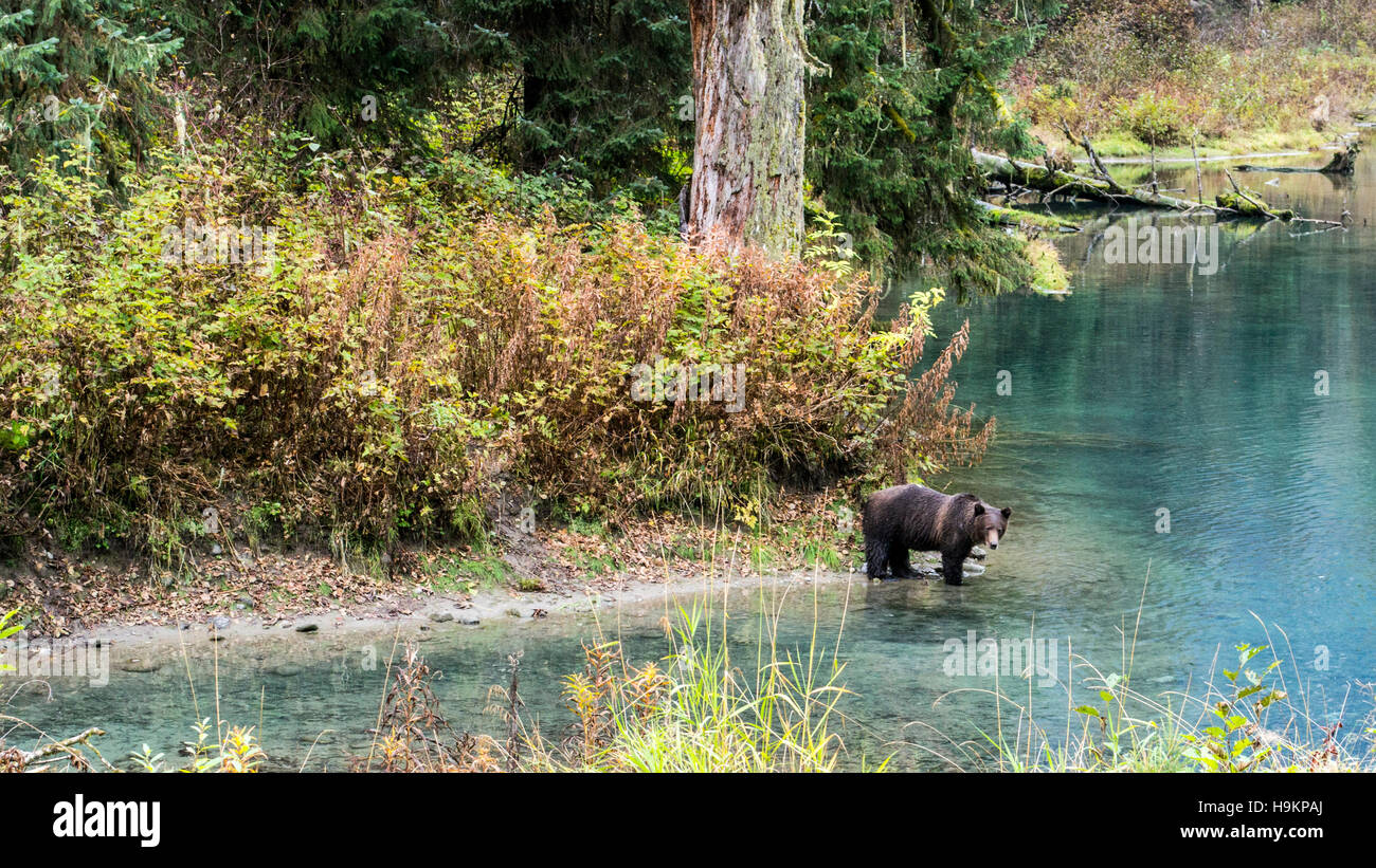 Ein Grizzlybär besucht einen Bach um Lachse zu fangen, während ihrer jährlichen laufen. Stockfoto