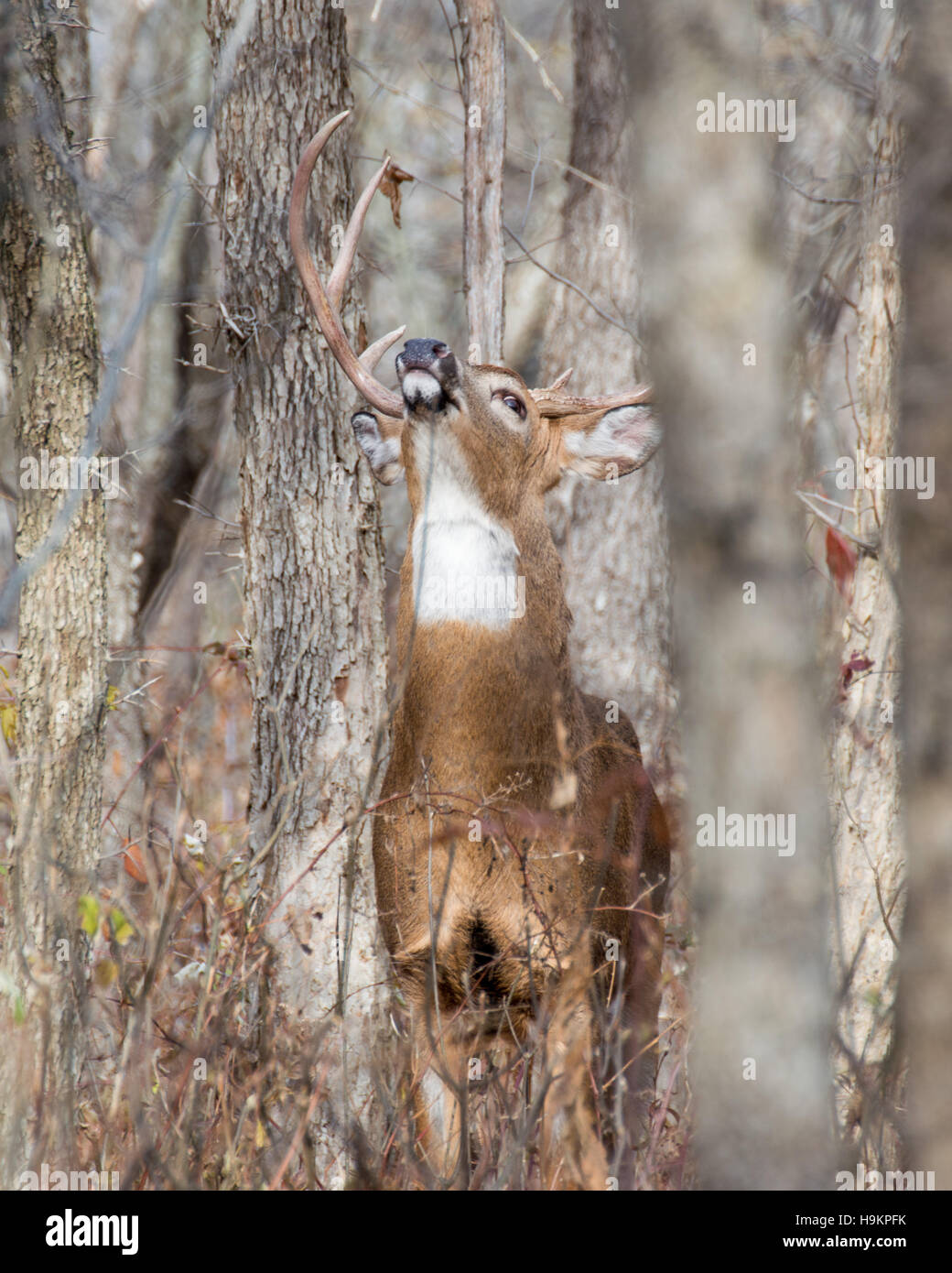 Whitetail Deer Buck stehen in einem Gebüsch. Stockfoto