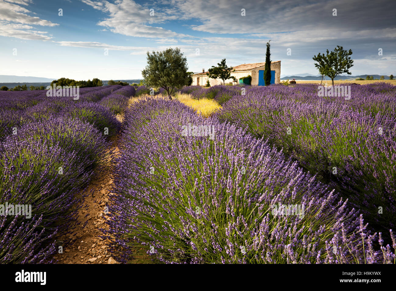 Blühender Lavendel (Lavandula Angustifolia) mit Cottage, Alpes-de-Haute-Provence, Provence-Alpes-Côte d ' Azur, Frankreich Stockfoto