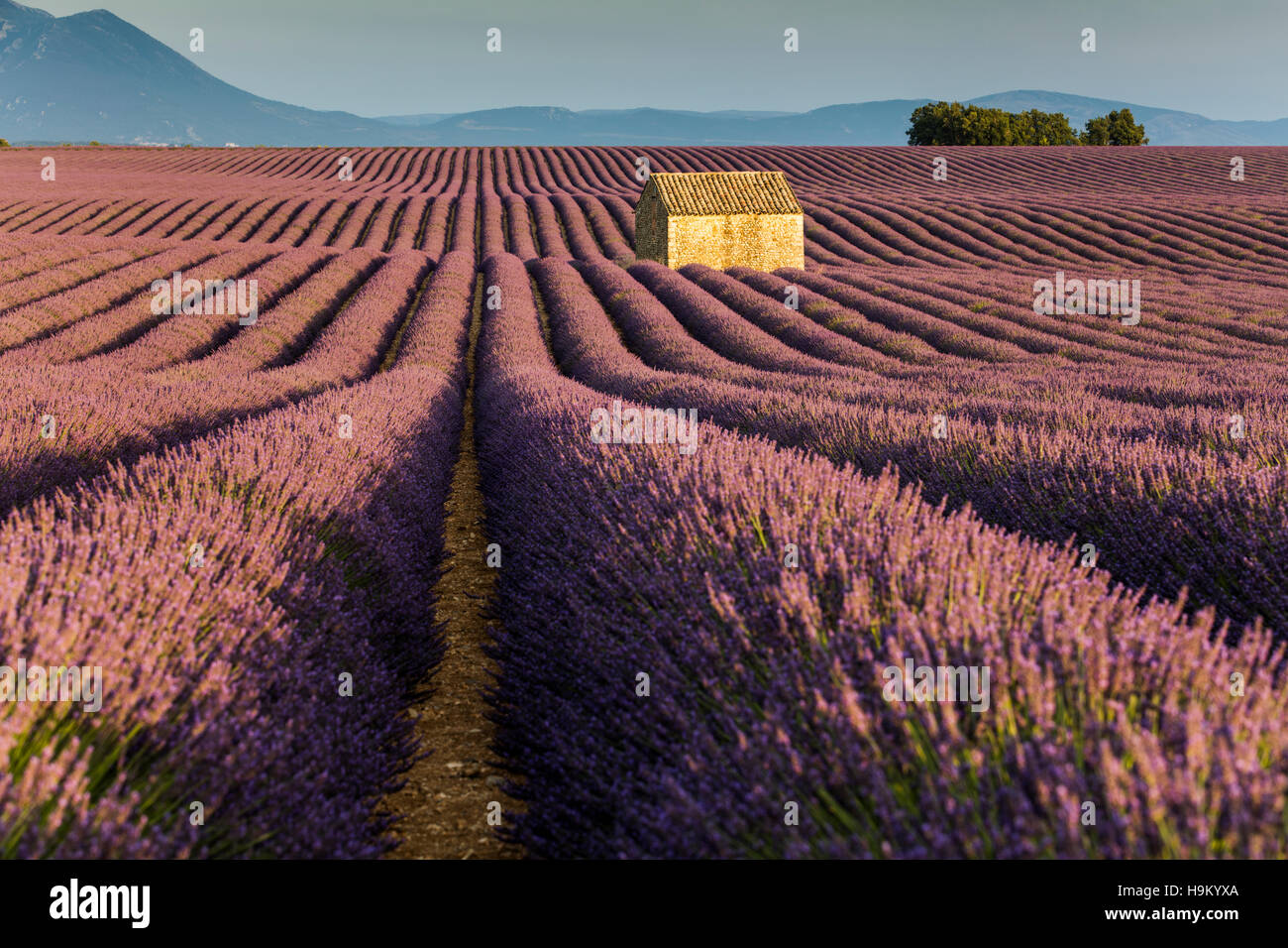 Blühender Lavendel (Lavandula Angustifolia) mit Steinhaus, Plateau von Valensole, Alpes-de-Haute-Provence Stockfoto