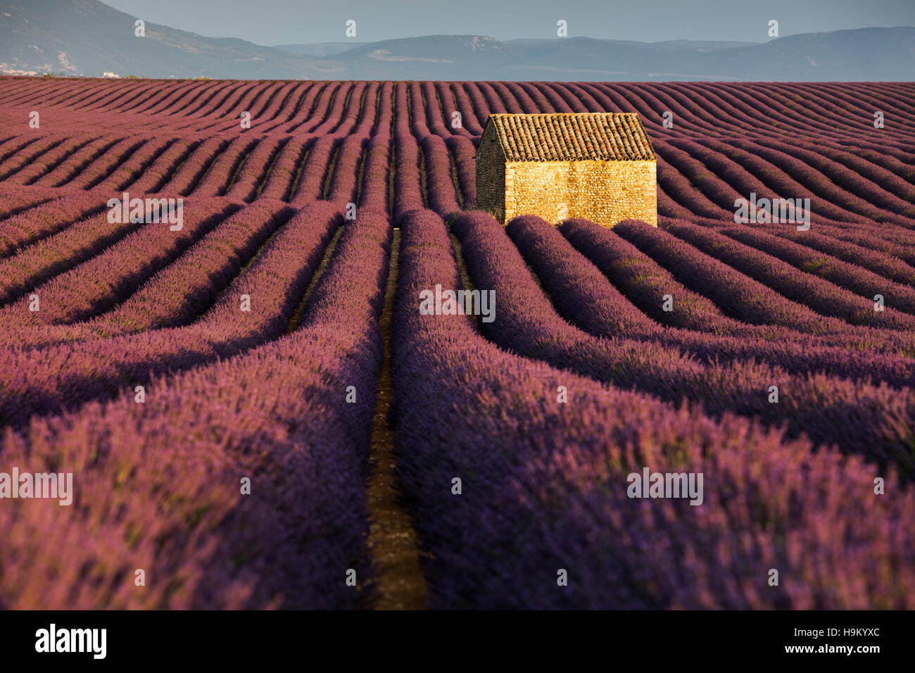 Blühender Lavendel (Lavandula Angustifolia) mit Steinhaus, Plateau von Valensole, Alpes-de-Haute-Provence Stockfoto