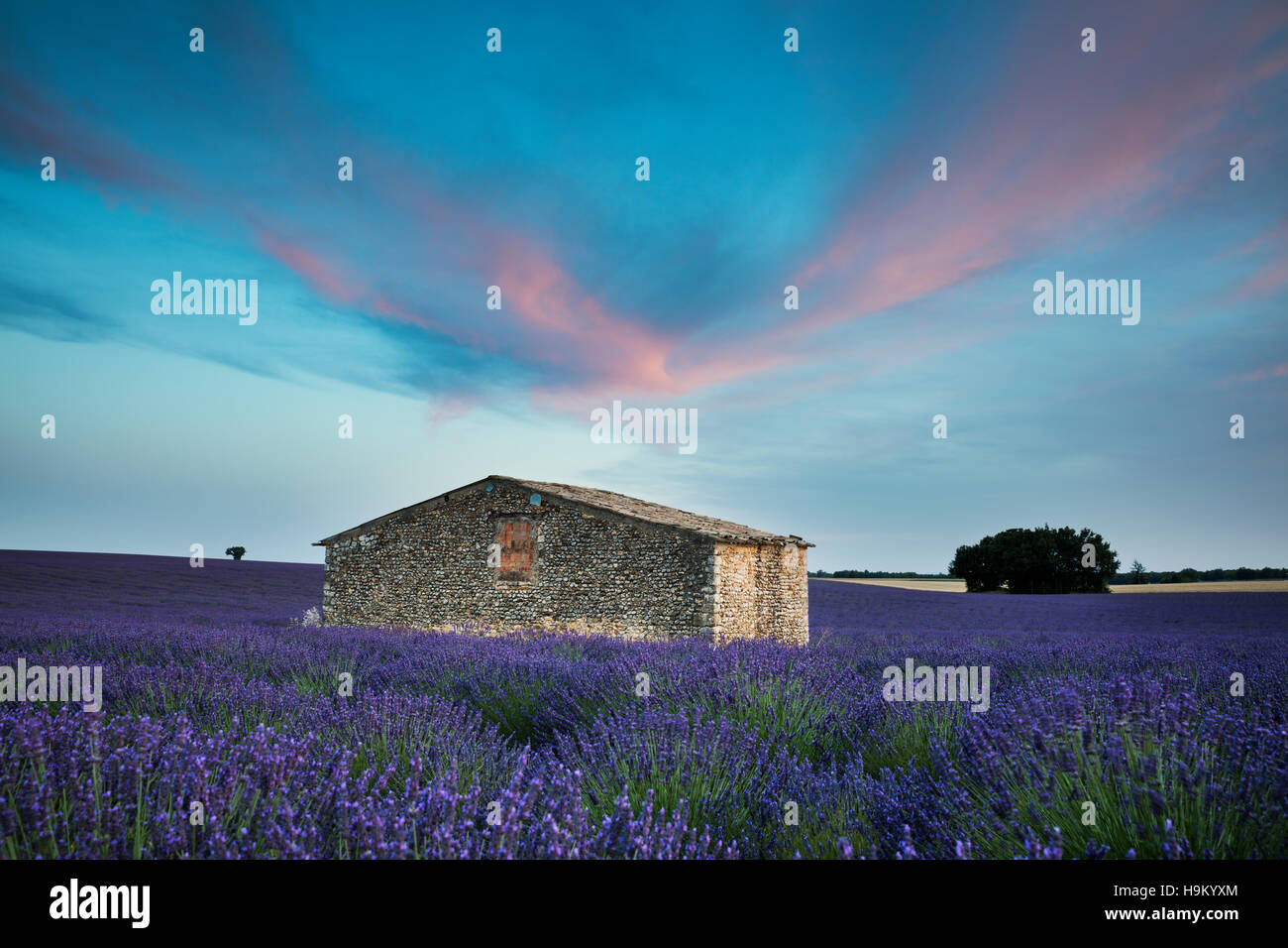 Blühender Lavendel (Lavandula Angustifolia) mit Steinhaus, Plateau von Valensole, Alpes-de-Haute-Provence Stockfoto