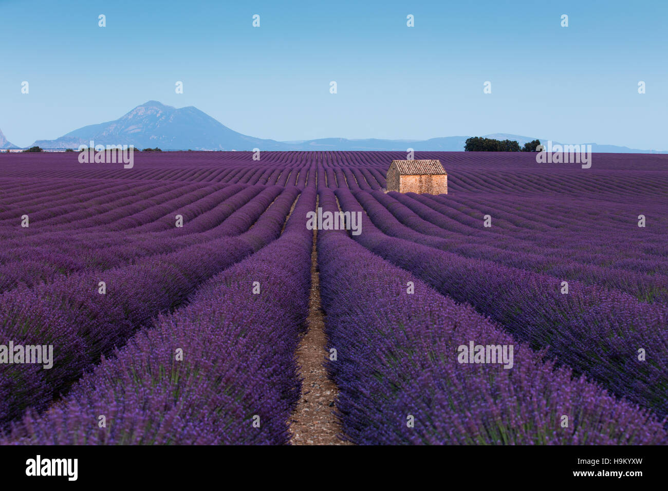 Blühender Lavendel (Lavandula Angustifolia) mit Steinhaus, Plateau von Valensole, Alpes-de-Haute-Provence Stockfoto