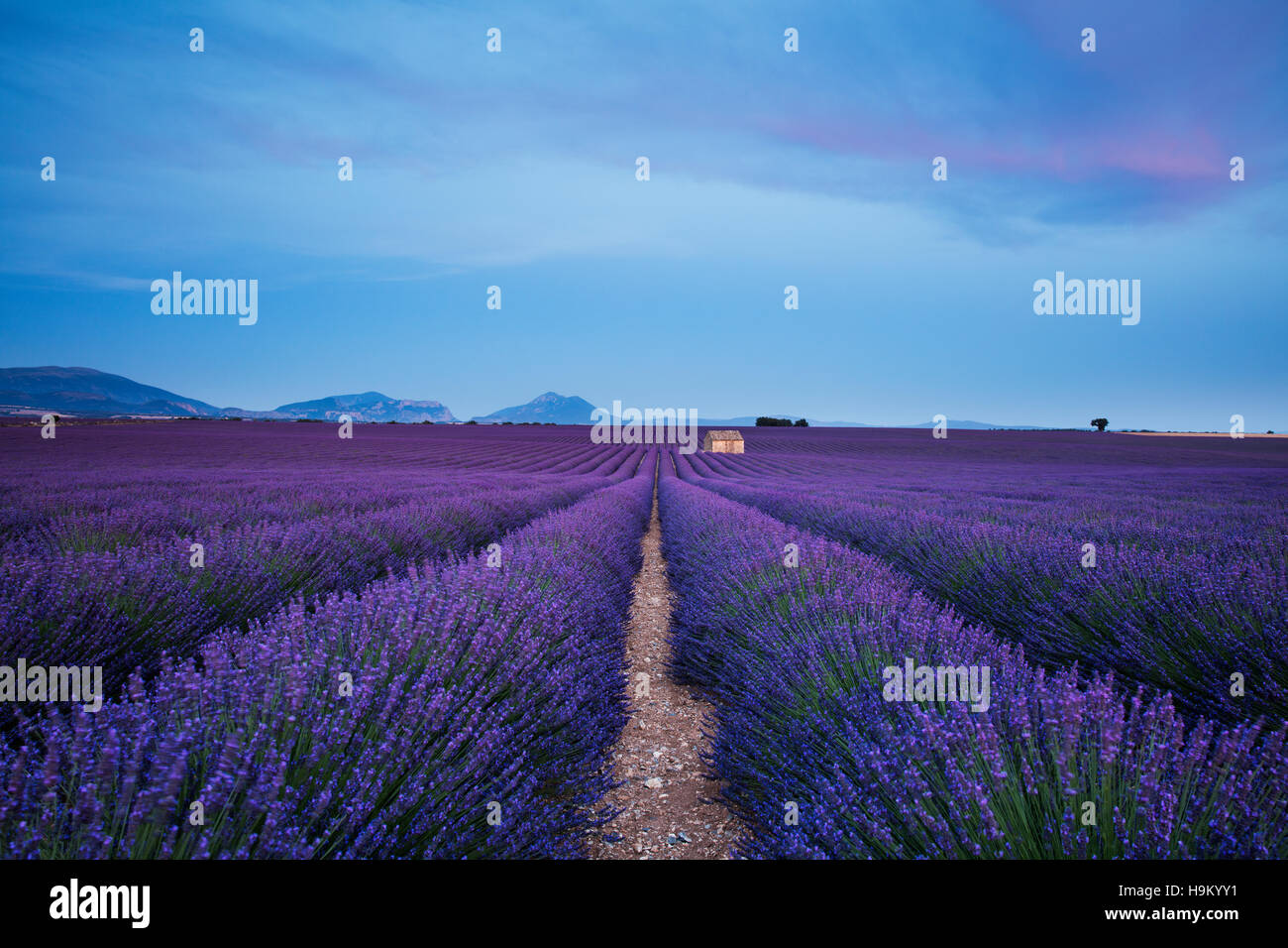 Blühender Lavendel (Lavandula Angustifolia) mit Steinhaus, Plateau von Valensole, Alpes-de-Haute-Provence Stockfoto