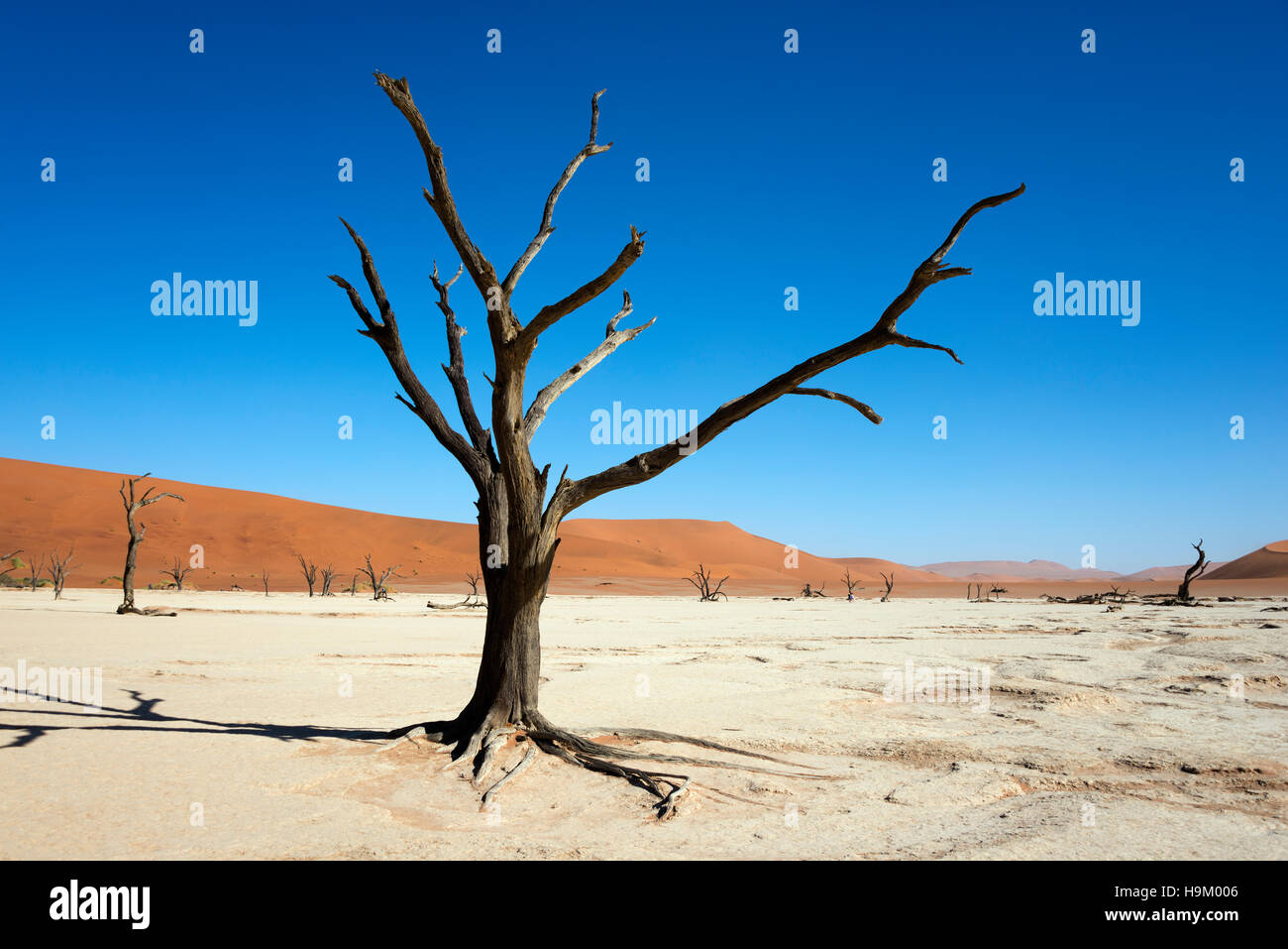 Tote Kamel oder Giraffe Thorn (Acacia Erioloba) Bäume vor Sanddünen, Dead Vlei, Sossusvlei, Namib-Wüste Stockfoto