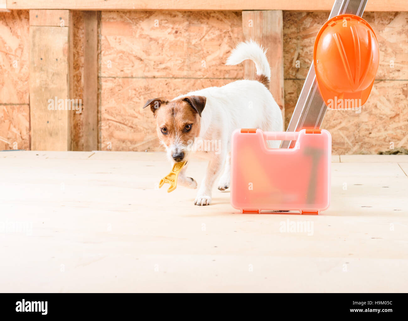 Hund als Handwerker holen Schraubenschlüssel auf Baustelle Stockfoto