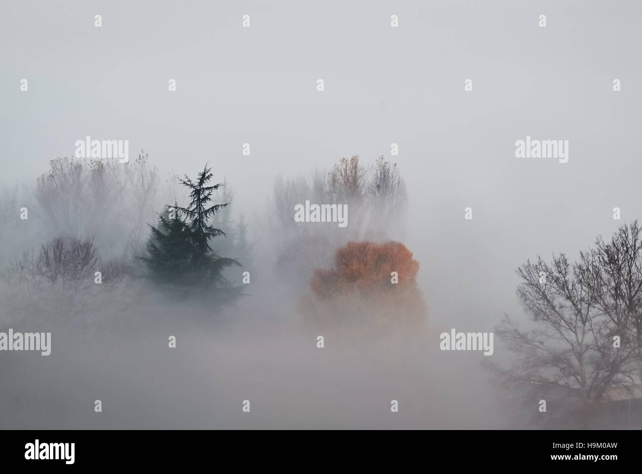 Dichter Nebel und Bäume in den frühen Morgenstunden Stockfoto