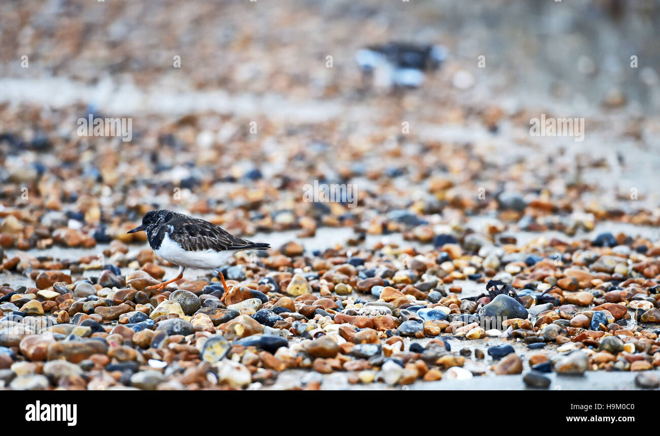 Steinwälzer Arenaria Interpres ein kleiner waten Vogel an Küste, Brighton UK Stockfoto