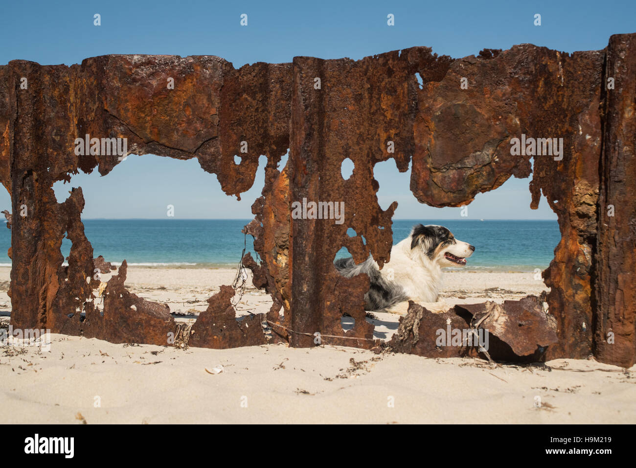 Hund am Strand, Grand Sable, Belle-Ile-de-Mer, Frankreich Stockfoto