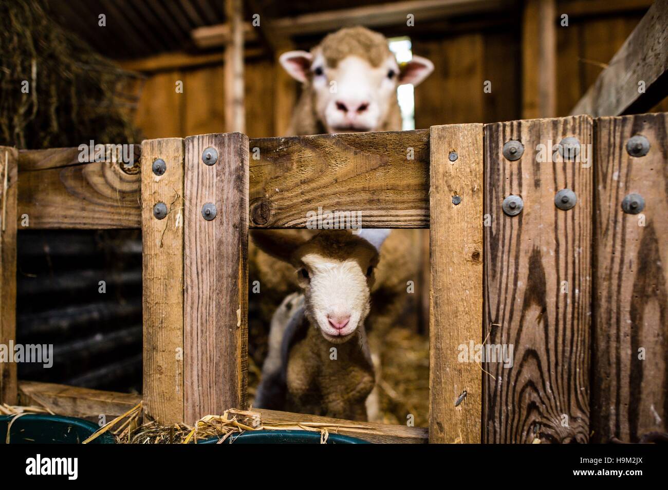 Ein Mutterschaf und ihr paar Tag alt Lamm in der Lämmer Schuppen am Olde House, Kapelle zu schlendern, Cornwall, wo mildere Temperaturen eine zweite Lämmer Saison im November und Dezember ermöglichen. Stockfoto