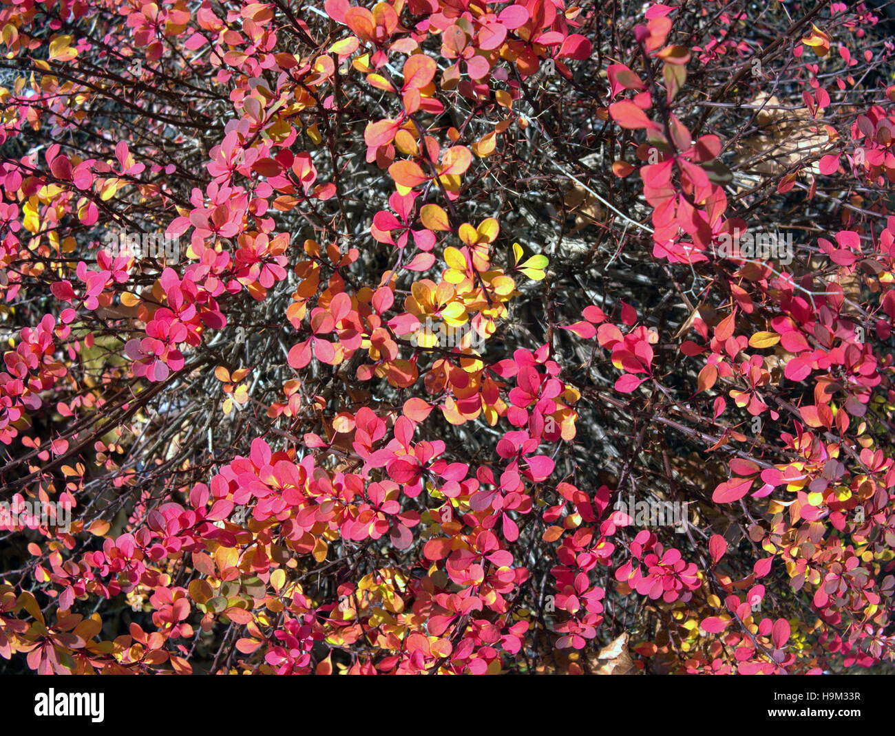 Abstrakte Blatt Hintergrund rote rosa Blüten Blätter Stengel tropischen Stockfoto