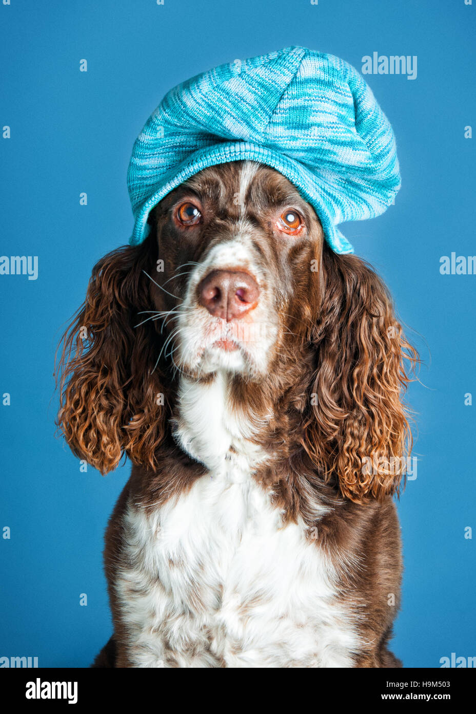 Springer Spaniel Hund trägt ein wolliges Wintermütze Stockfoto