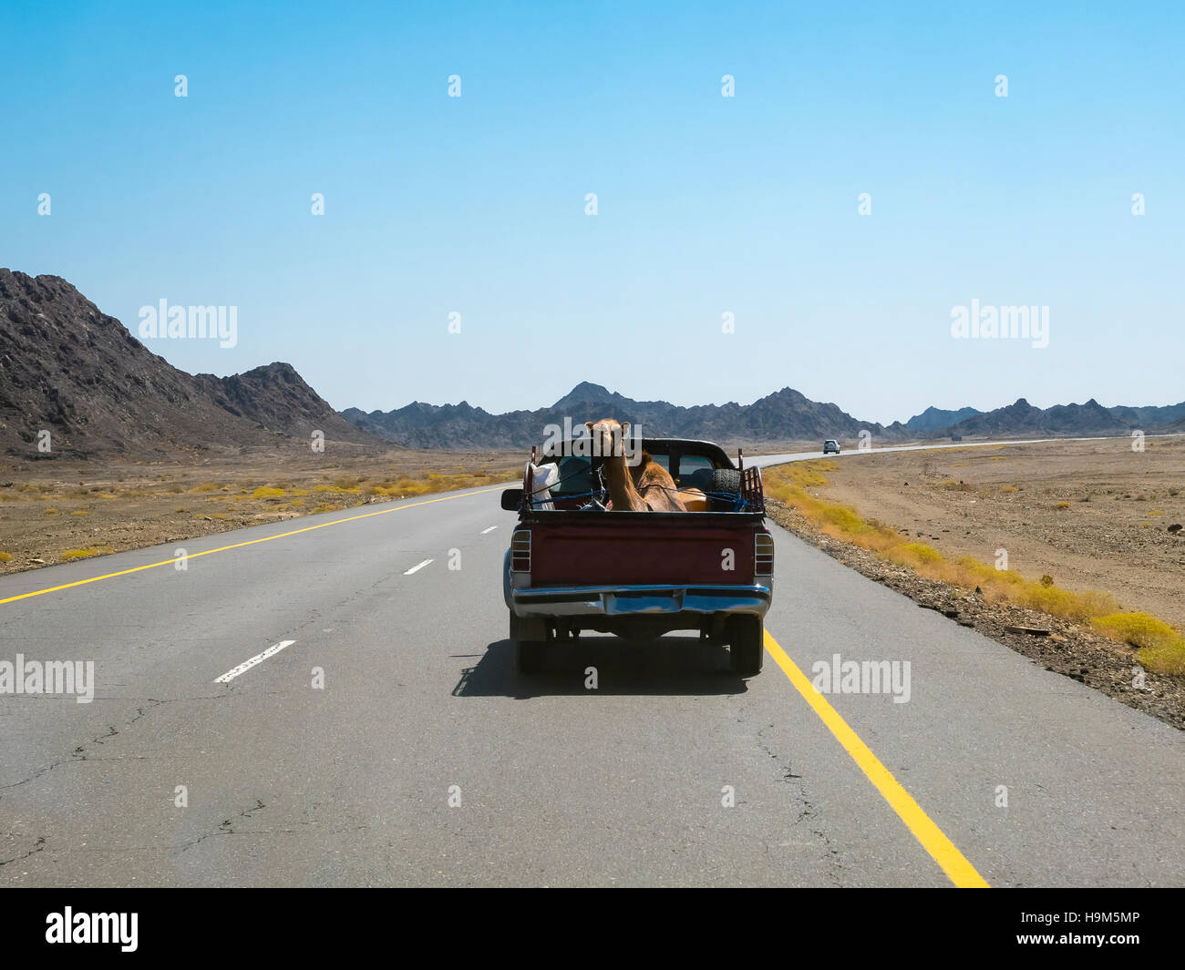 Oman, Sinaw, Dromedar auf Pick-up-truck Stockfoto