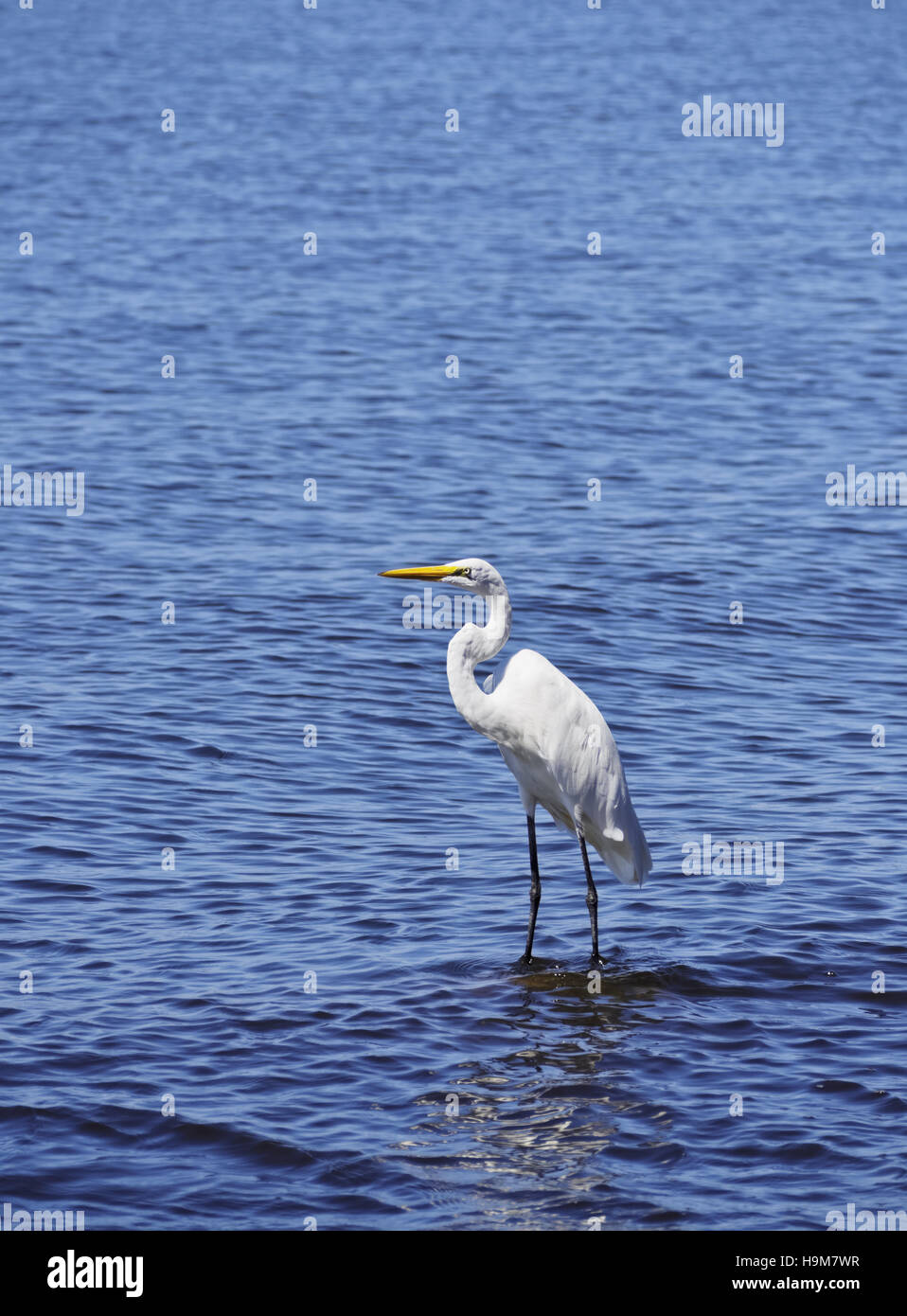 Brasilien, Bundesstaat Rio De Janeiro, Guanabara-Bucht, Paqueta Island, Blick von der Silberreiher (Ardea Alba) an der Küste der Insel. Stockfoto