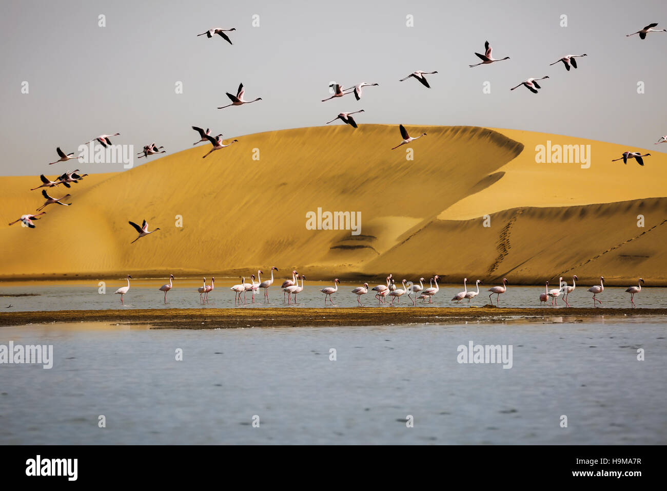 Flamingos mit Sanddünen auf Backgound in Walvis Bay, Namibia Stockfoto