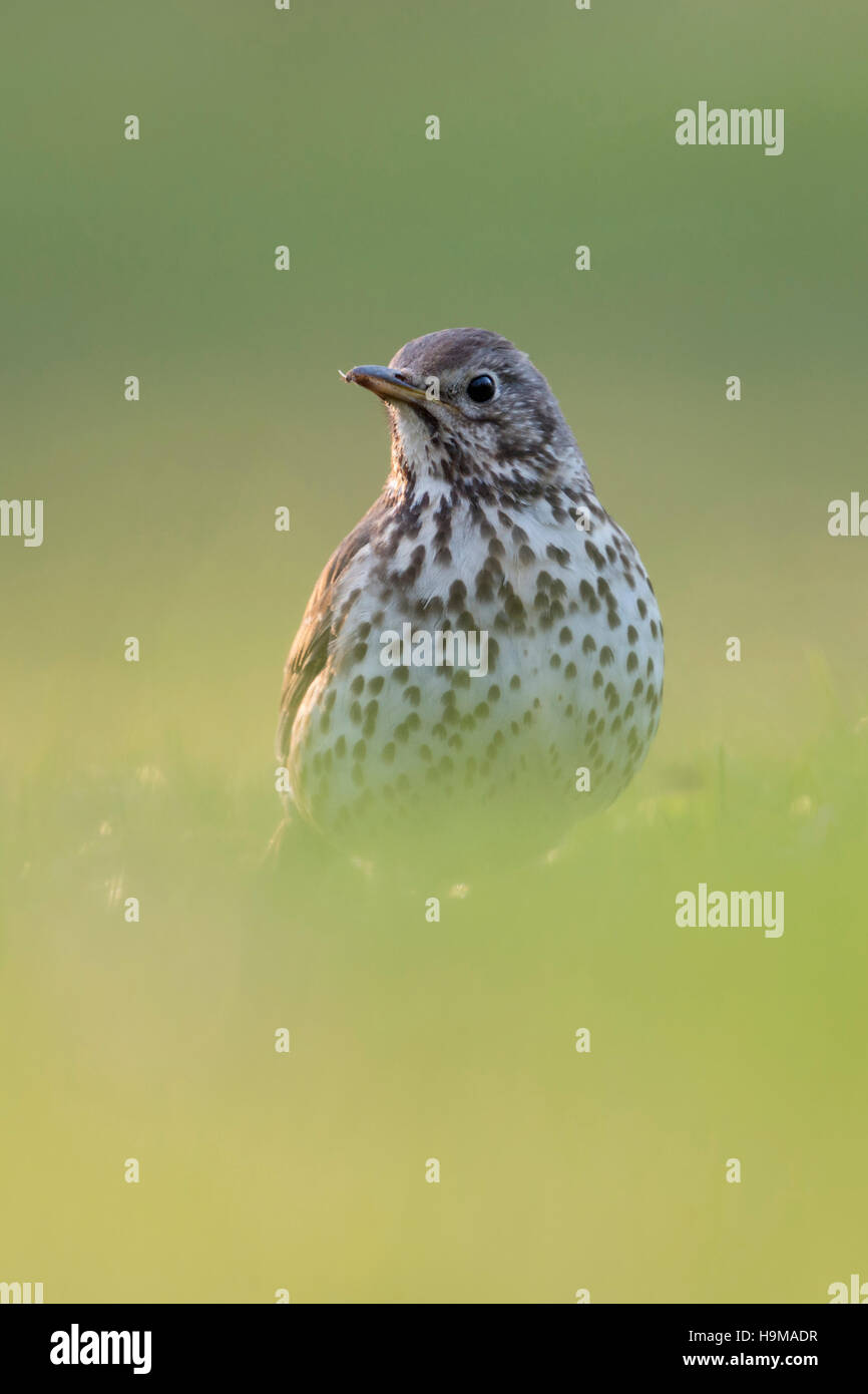 Singdrossel ( Turdus philomelos ) in Zuchtkleid, sitzend auf dem Boden, im Gras, extra tiefer Blickwinkel, schönes Licht, Wildtiere, EUR Stockfoto