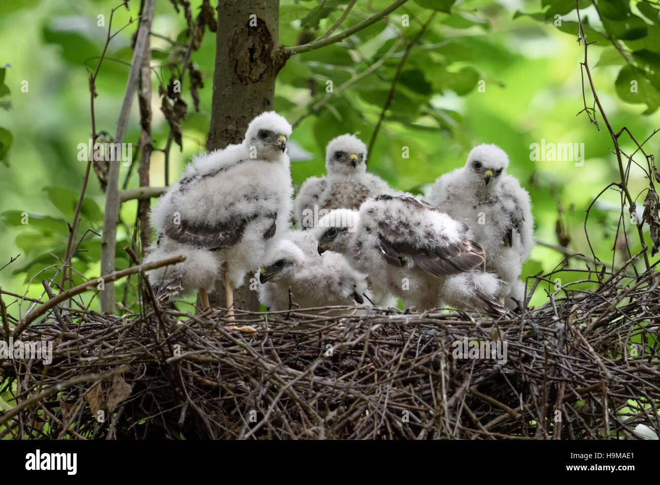 Sperber / Sperber (Accipiter Nisus), nachkommen, fünf junge Küken, stehen in ihrem Nest, aufpassen, Essen warten. Stockfoto