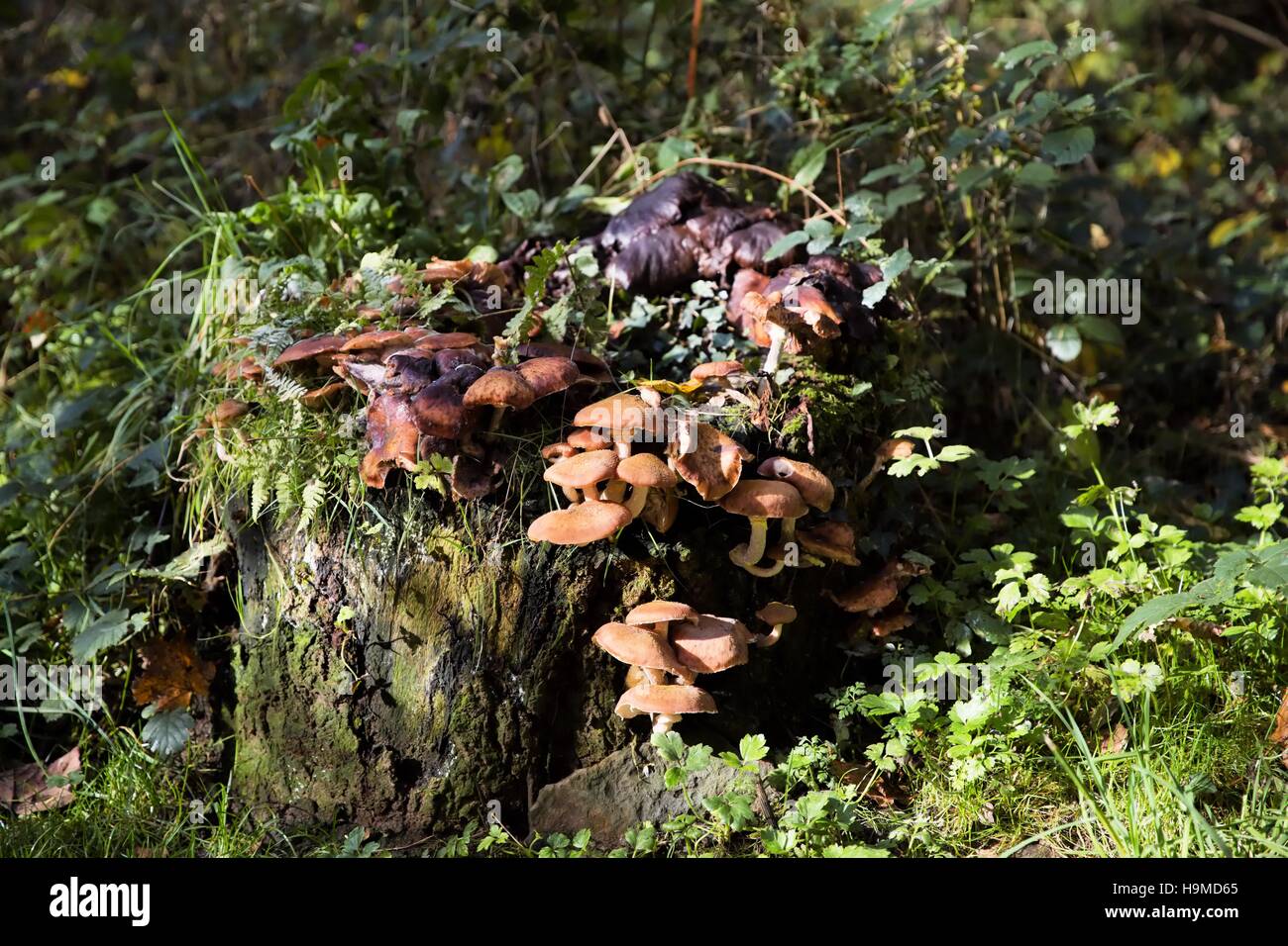 T-Stück Pilz wächst auf eine abgespeckte Abschnitt von einem Baum. Stockfoto