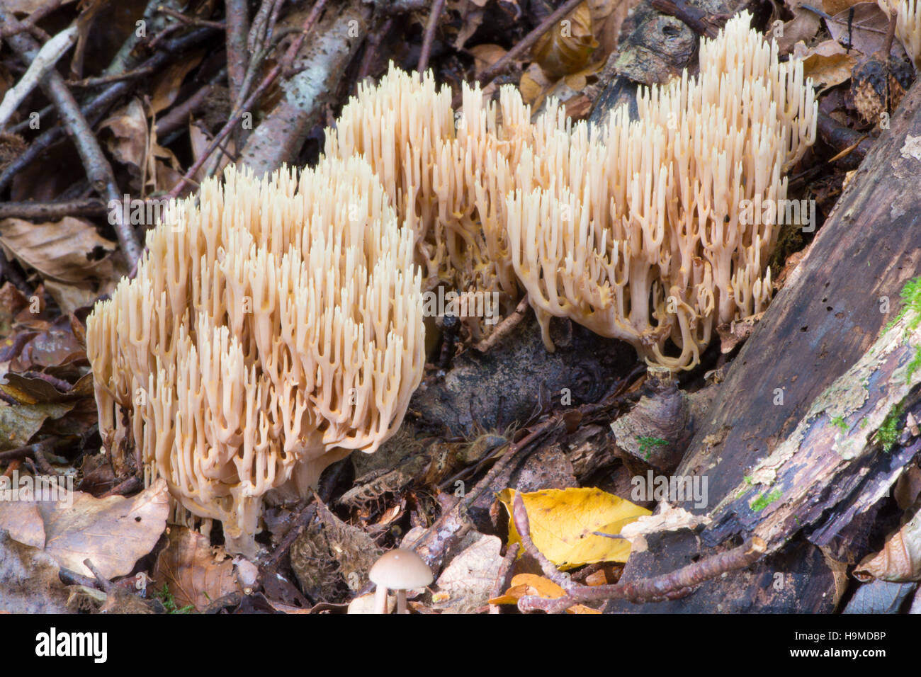 Ramaria Stricta, aufrechte Coral Pilz, Sussex, UK, Oktober Stockfoto