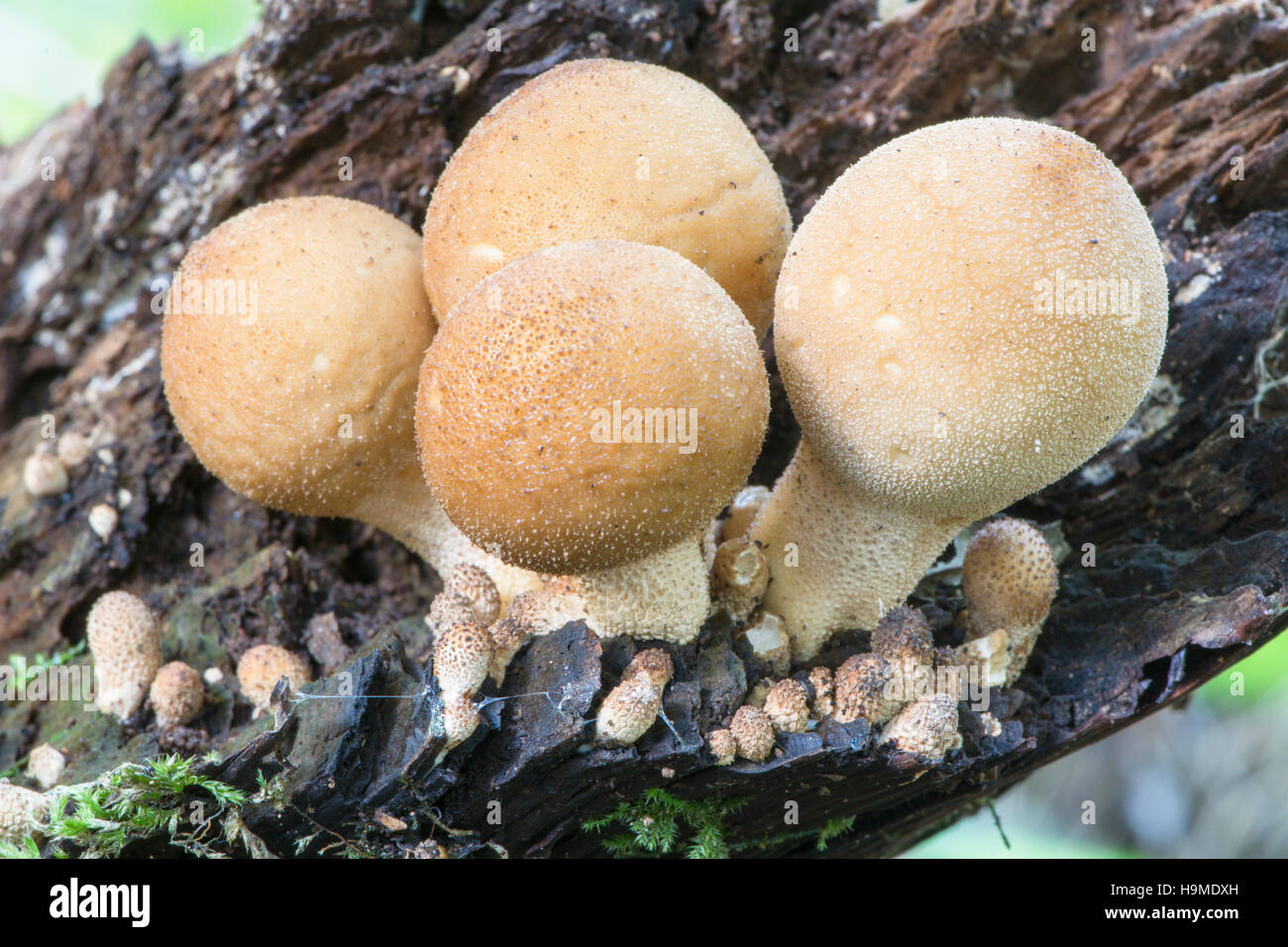 Birnenförmige Puffball oder stumpf Puffball (Lycoperdon Pyriforme) Oktober UK Stockfoto