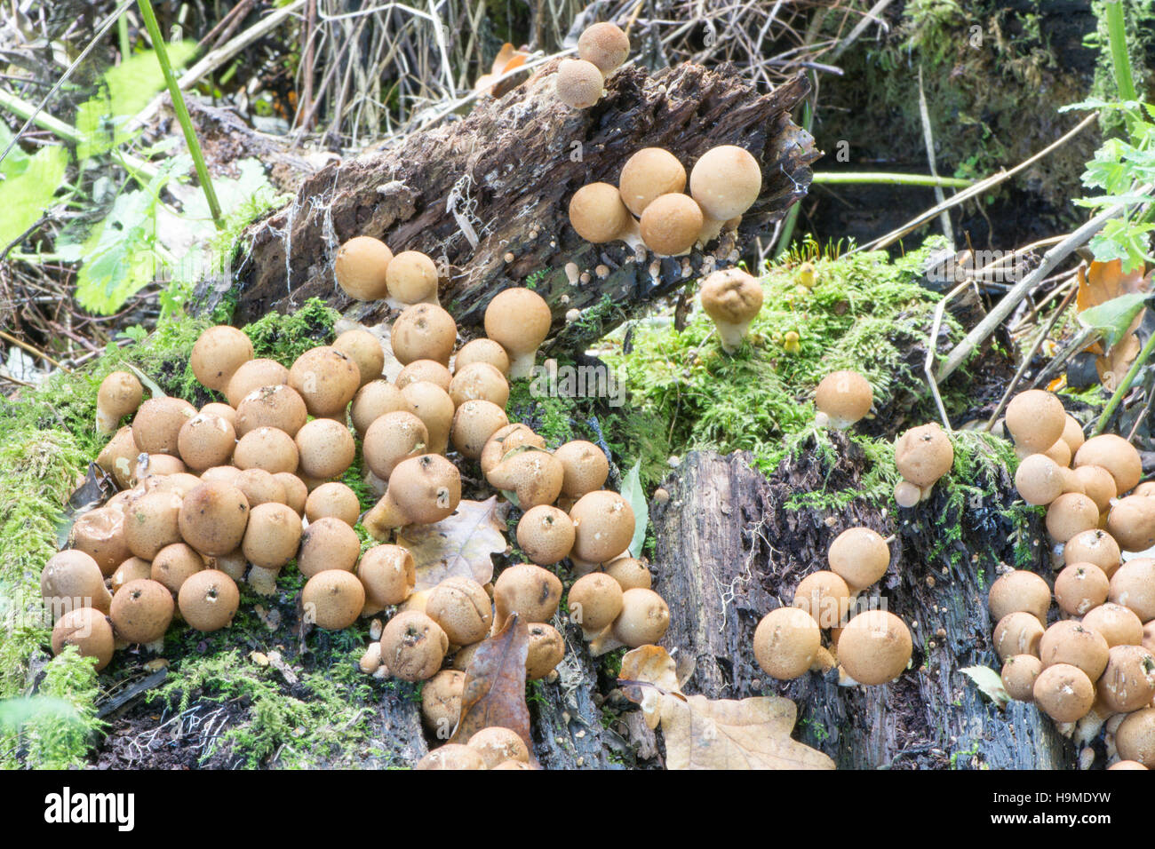 Birnenförmige Puffball oder stumpf Puffball (Lycoperdon Pyriforme) Oktober UK. Viele wachsen in einem Büschel auf einem alten Baumstumpf. Stockfoto