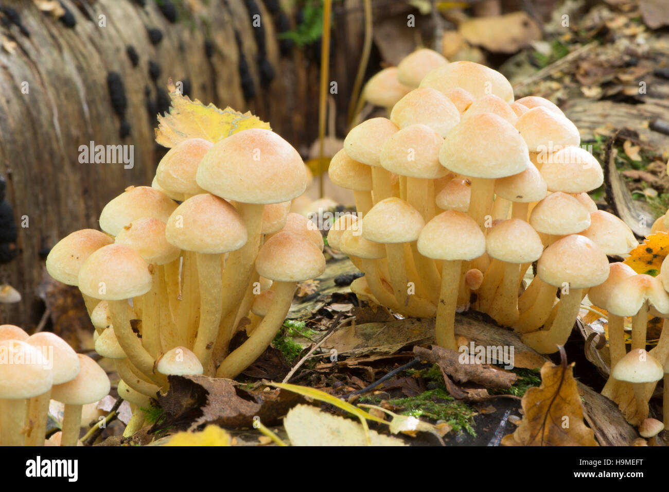 Sulphur Tuft Pilz, Grünblättriger Fasciculare, Silver Birch Logs. Sussex, UK, Oktober Stockfoto