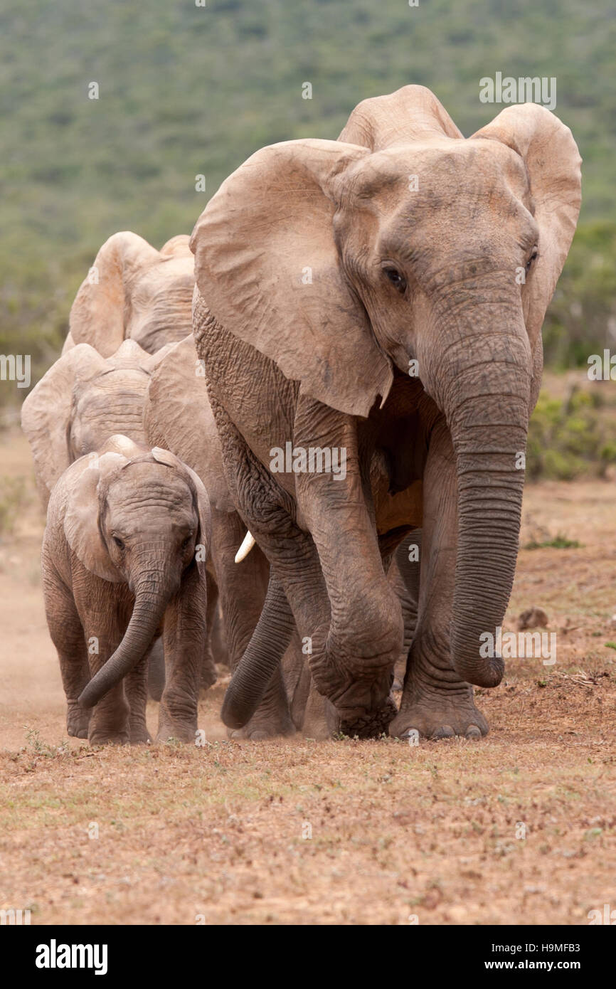 Elefanten im Addo Elephant Park in Südafrika Stockfoto