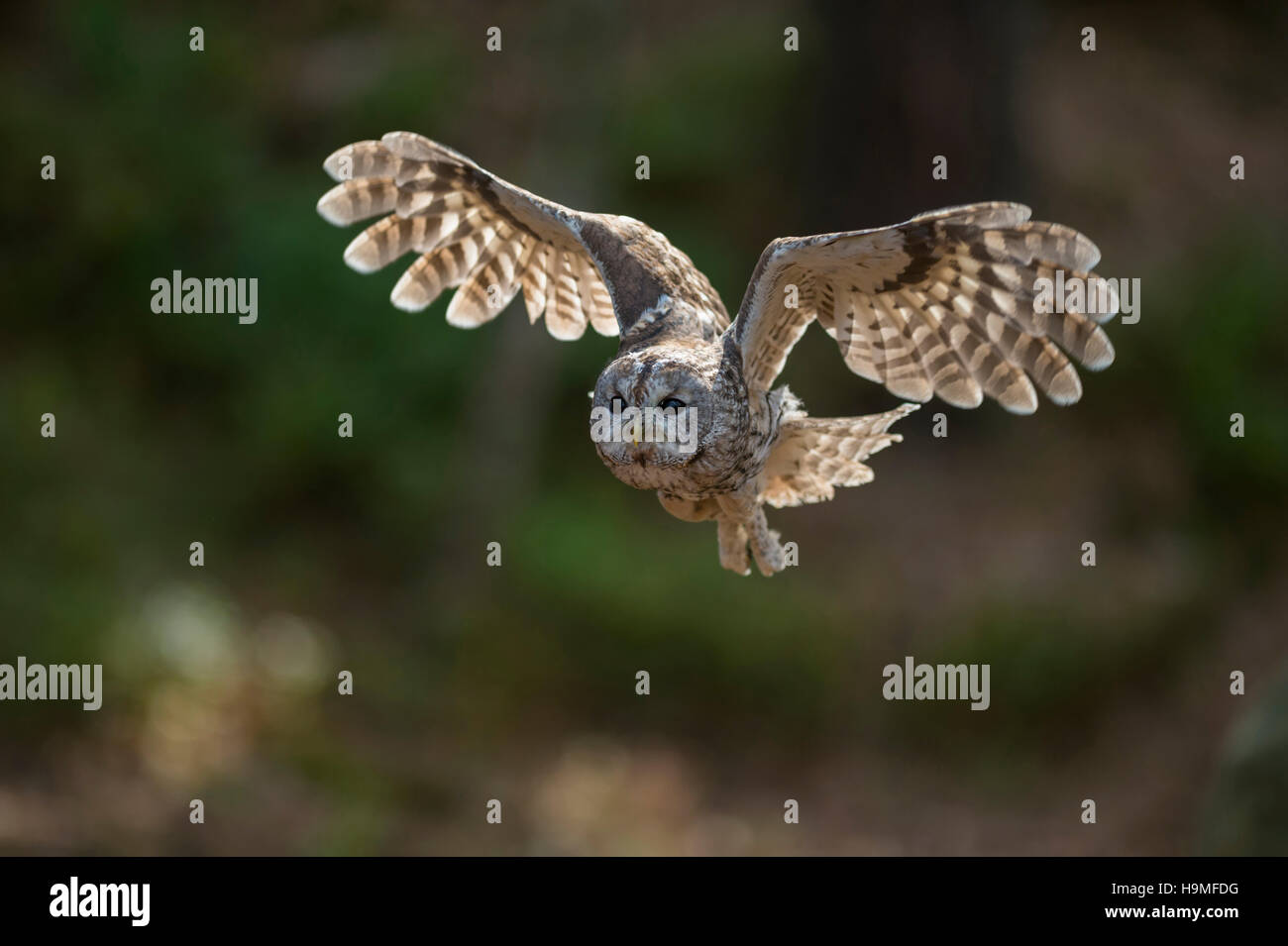 Tawny Owl / Waldkauz ( Strix aluco ) im Flug, fliegen, jagen, mit den Flügeln schlagen, Frontalschuss, schöne Hinterleuchtung, Deutschland, Europa. Stockfoto