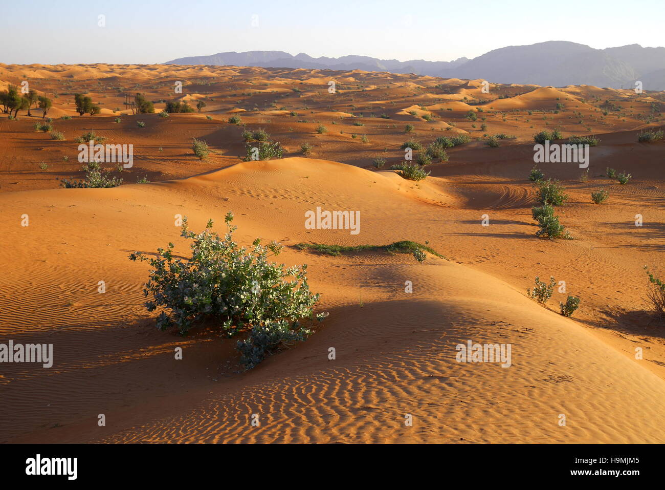 Sanddünen, Abu Dhabi Emirate, Vereinigte Arabische Emirate. Die Vegetation ist Sodom Apfel (Calotropis Procera). Ferne Berge sind im Oman. Stockfoto