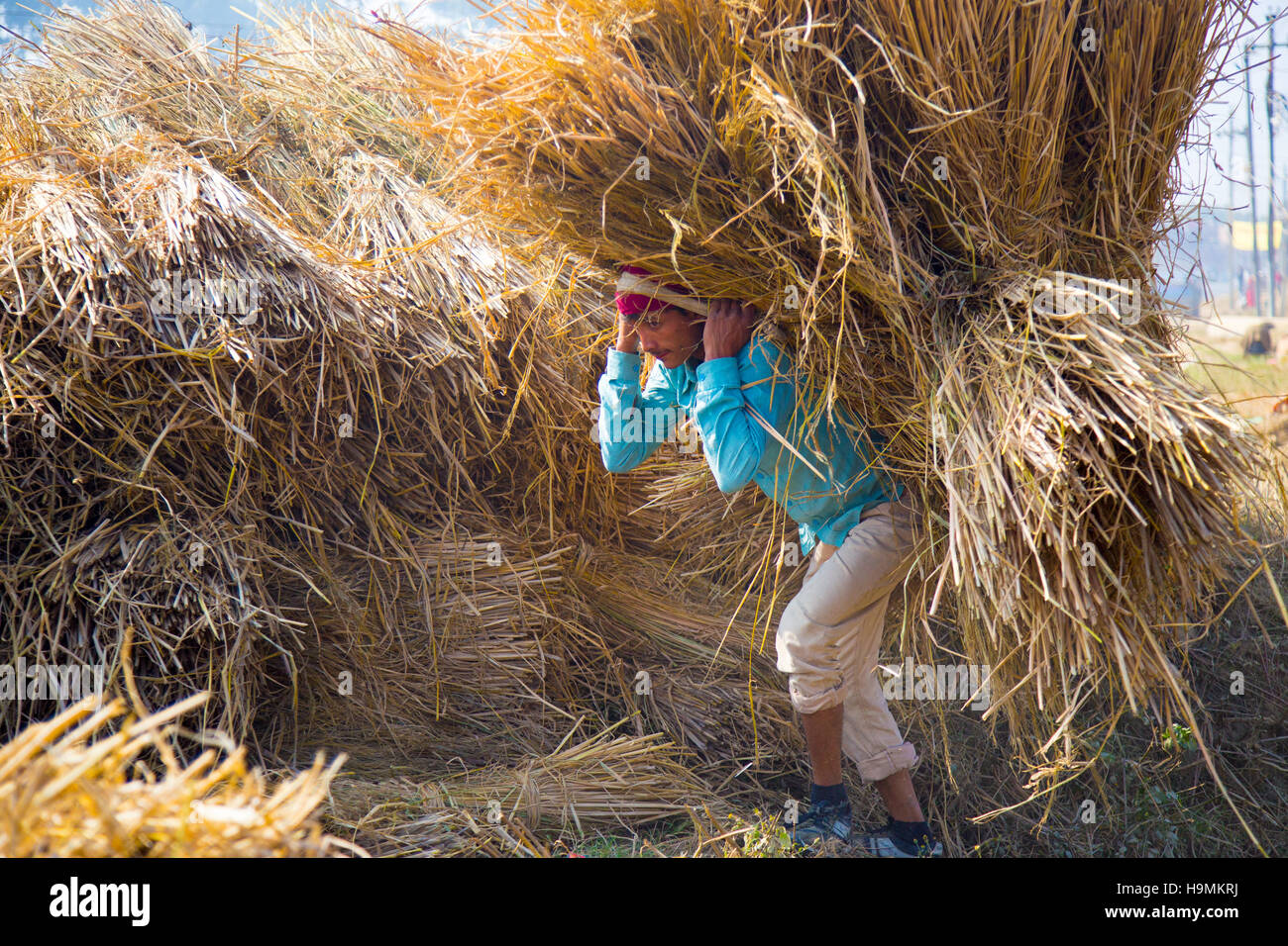 Getreideernte in der Nähe von Kathmandu-Nepal Stockfoto