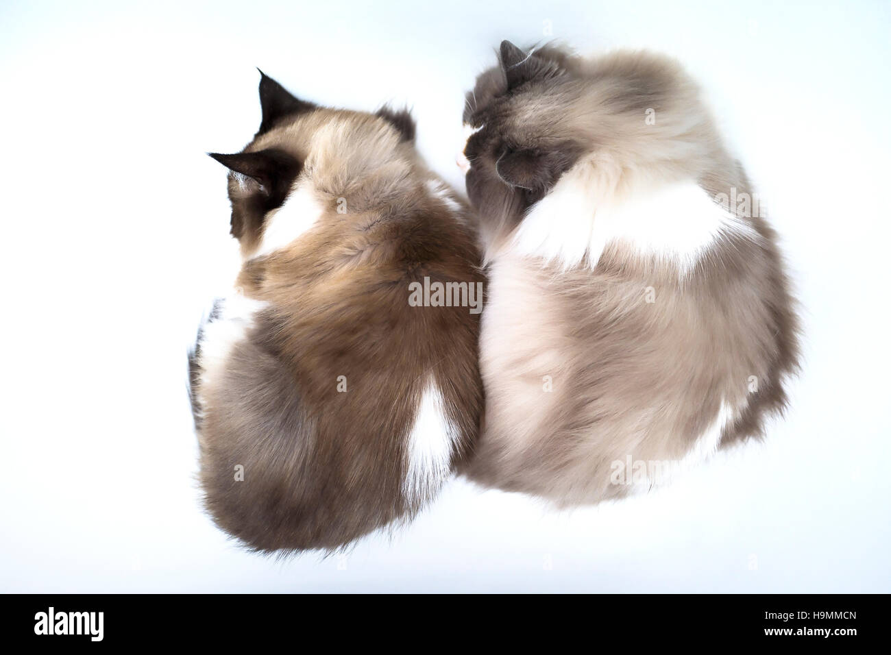 Zwei Erwachsene Ragdollkatzen erholt, nebeneinander, schlafen in der Basis eines Bades nach der letzten Medikation Stockfoto