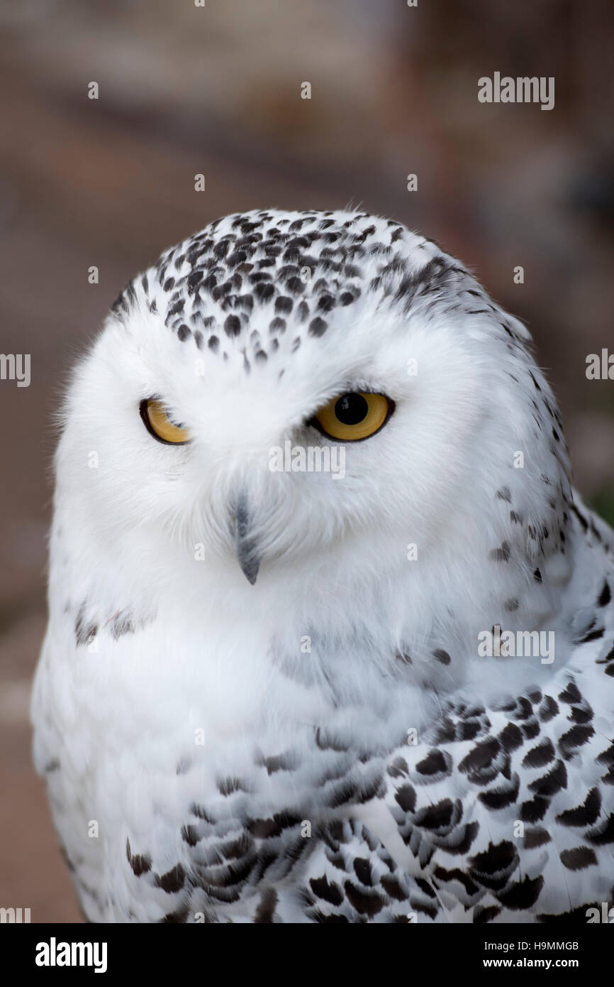 Snowy Eule Bubo Scandiacus hautnah Stockfoto