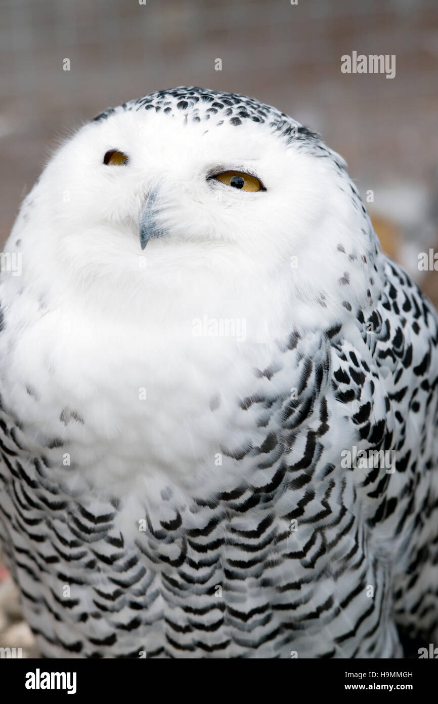 Snowy Eule Bubo Scandiacus hautnah Stockfoto