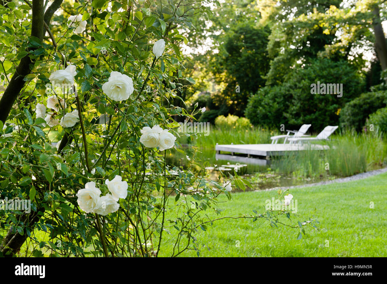 Weisse Klettern rose mit Sonnenliegen auf schwimmenden Plattform inmitten der deutschen Heimat Stockfoto