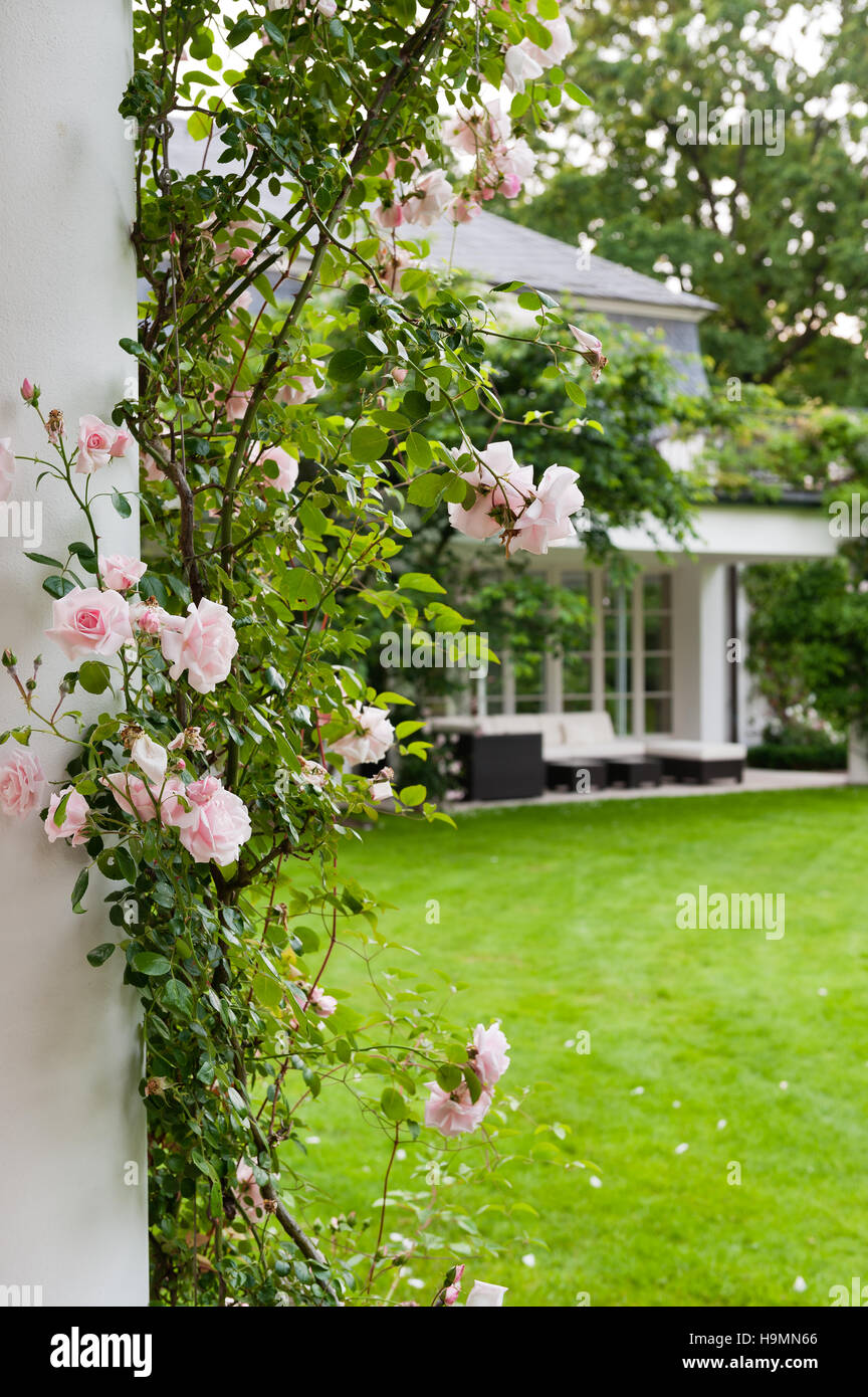 Rosa Kletter rose-weiße Fassade im Garten des Deutschen Hauses Stockfoto