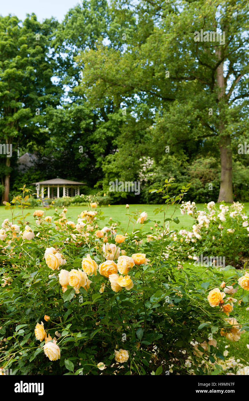 Yello duftenden Rosen und Pagode im Garten des Deutschen Hauses Stockfoto