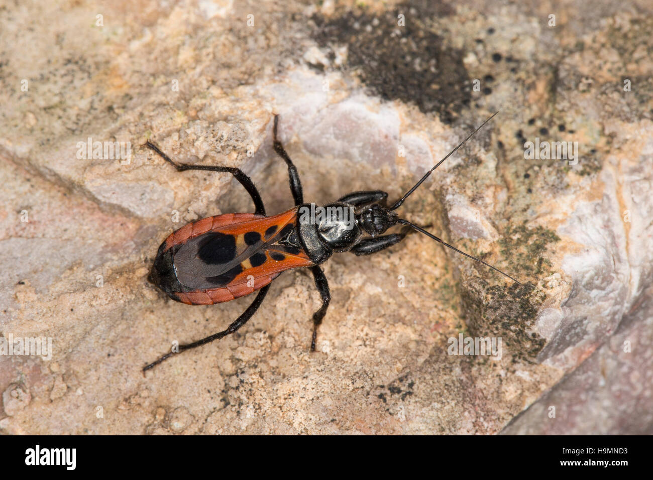 Raubwanze, Peirates Stridulus, Assassin Bug, Raubwanzen, Rediviidae, Assassin Bugs Stockfoto