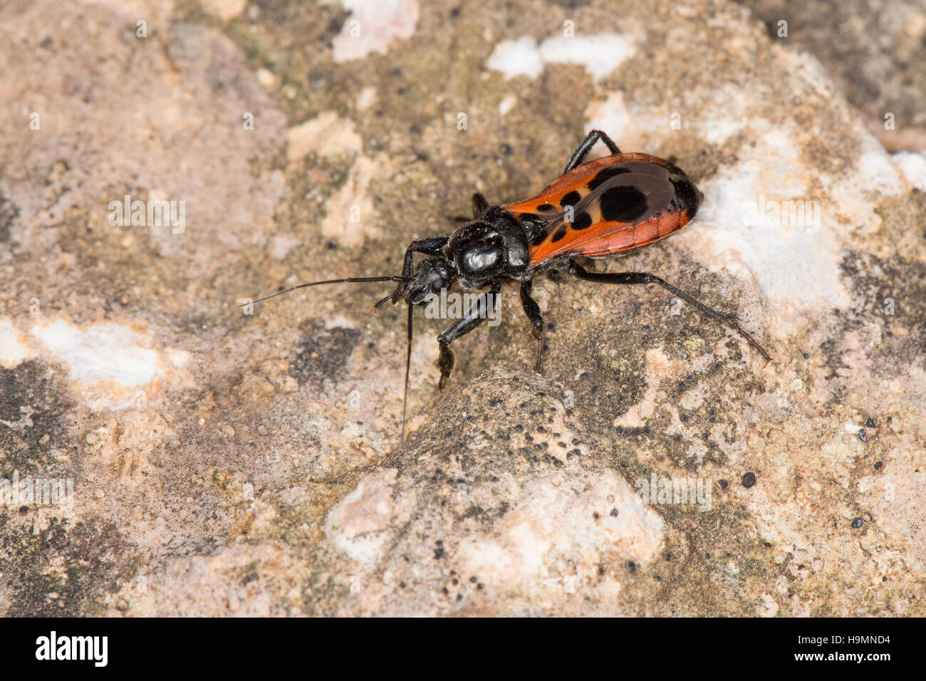 Raubwanze, Peirates Stridulus, Assassin Bug, Raubwanzen, Rediviidae, Assassin Bugs Stockfoto