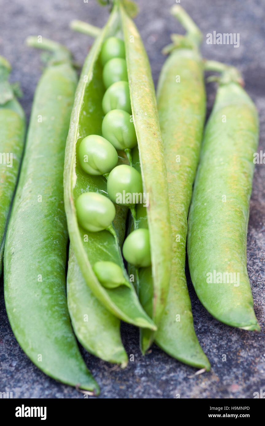 ERBSEN IN HÜLSEN Stockfoto