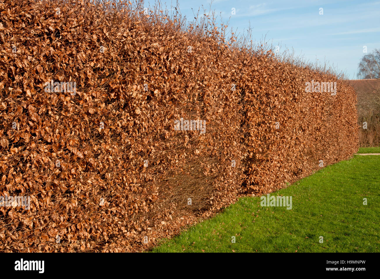 FAGUS SYLVATICA ABSICHERUNG IM WINTER Stockfotografie - Alamy