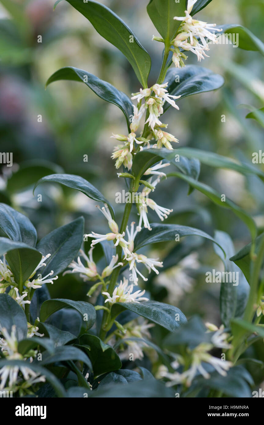 SARCOCOCCA CONFUSA NAHAUFNAHMEN VON BLUMEN Stockfoto