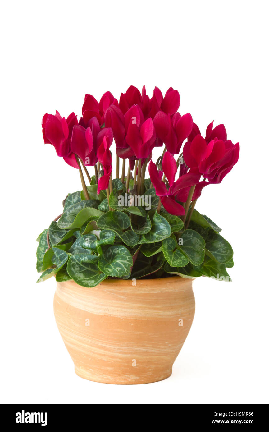 Cyclamen Persicum im Blumentopf Stockfoto