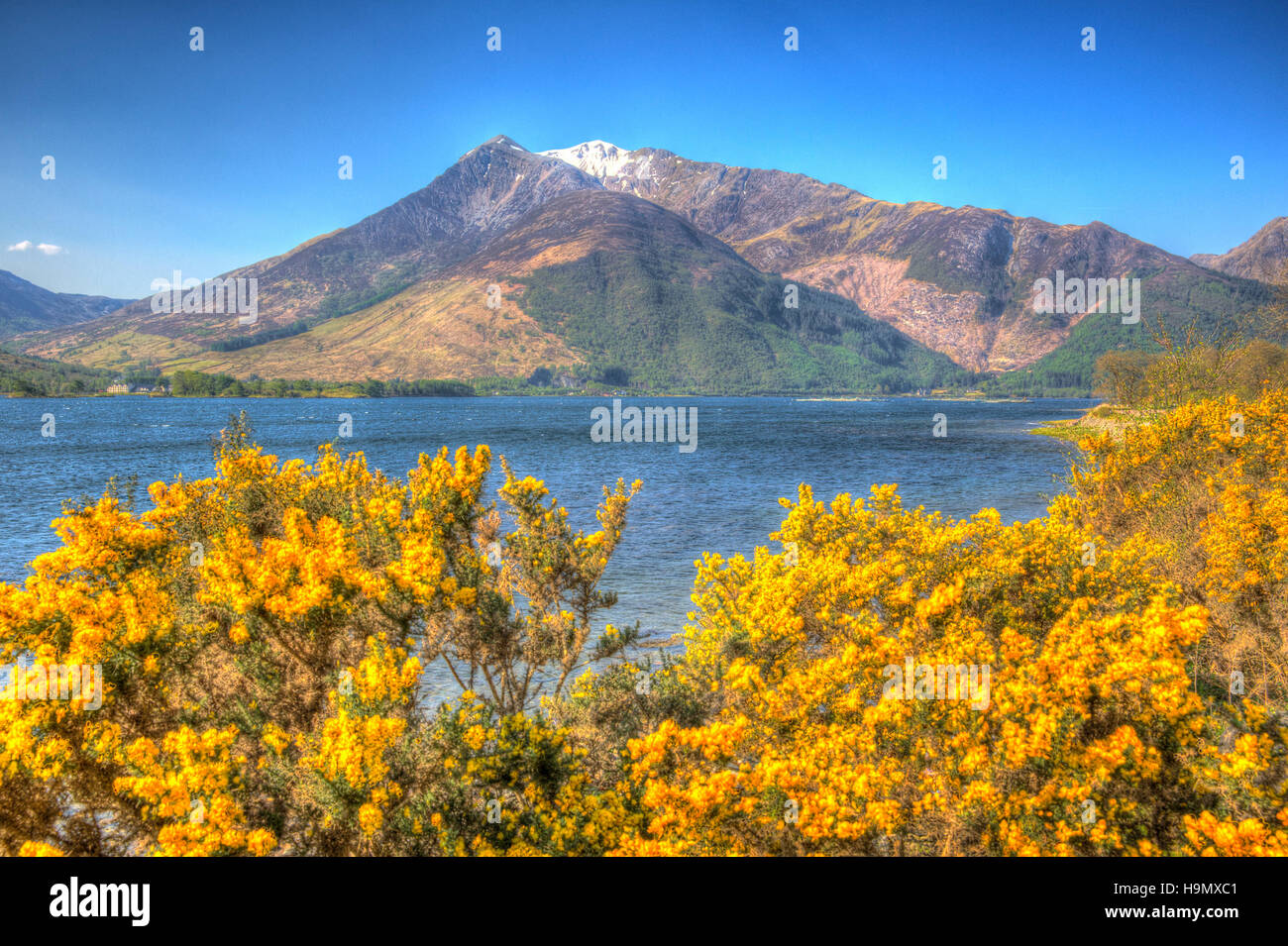 Loch Leven Lochaber Geopark Schottland uk Ansicht Glen Coe mit schneebedeckten Bergen und gelben Blüten und direkt an der B863 Stockfoto