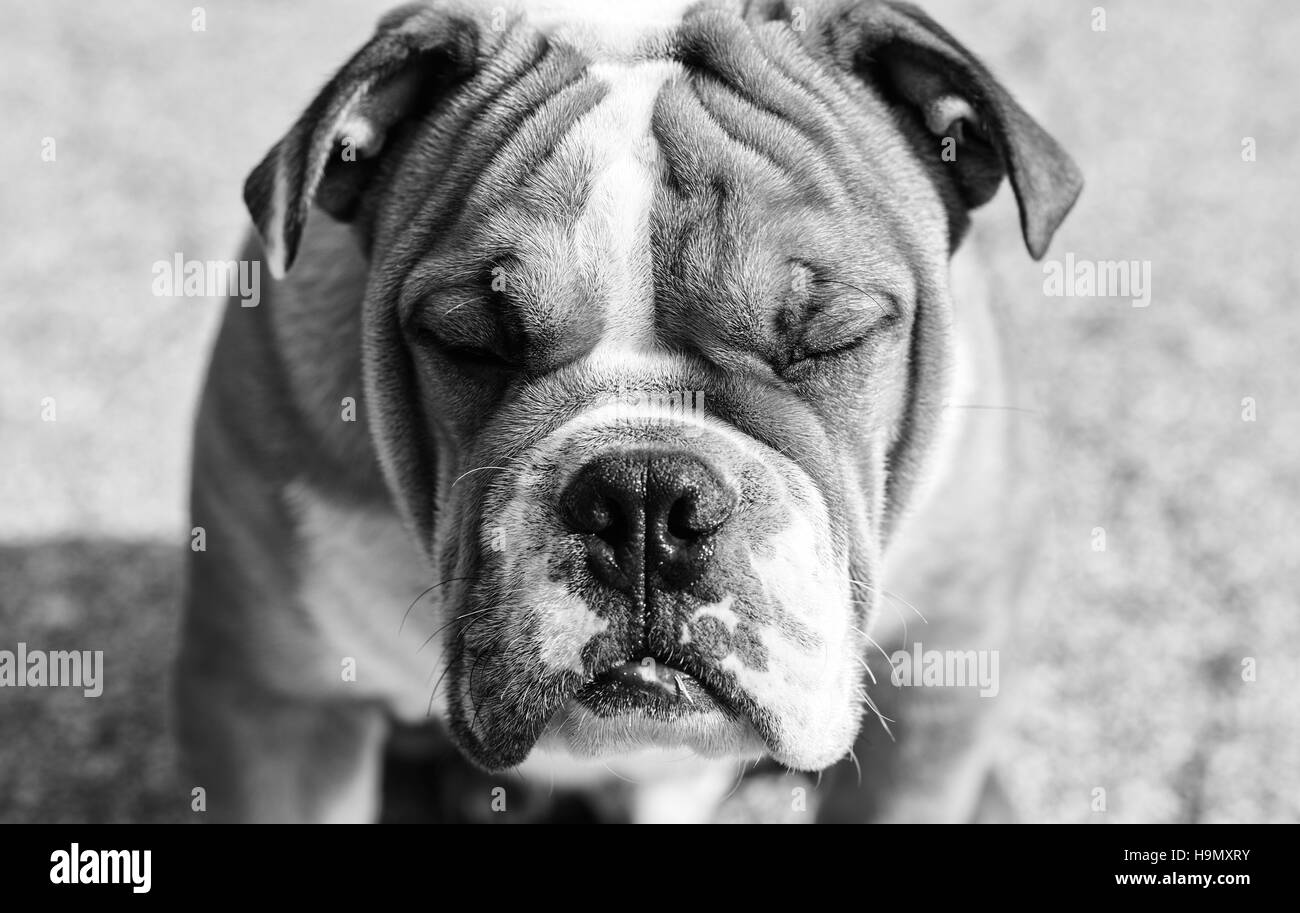 Englische Bulldogge-Porträt in schwarz-weiß, selektiven Fokus Stockfoto