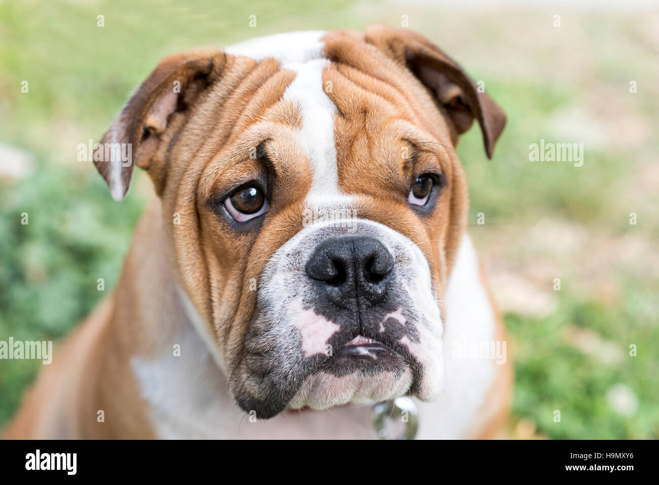 Porträt von Süße englische Bulldogge Welpen, selektiven Fokus Stockfoto