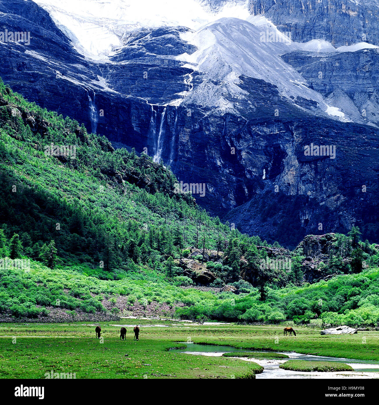 YaDing Landschaft Daocheng County, Provinz Sichuan, China Stockfoto