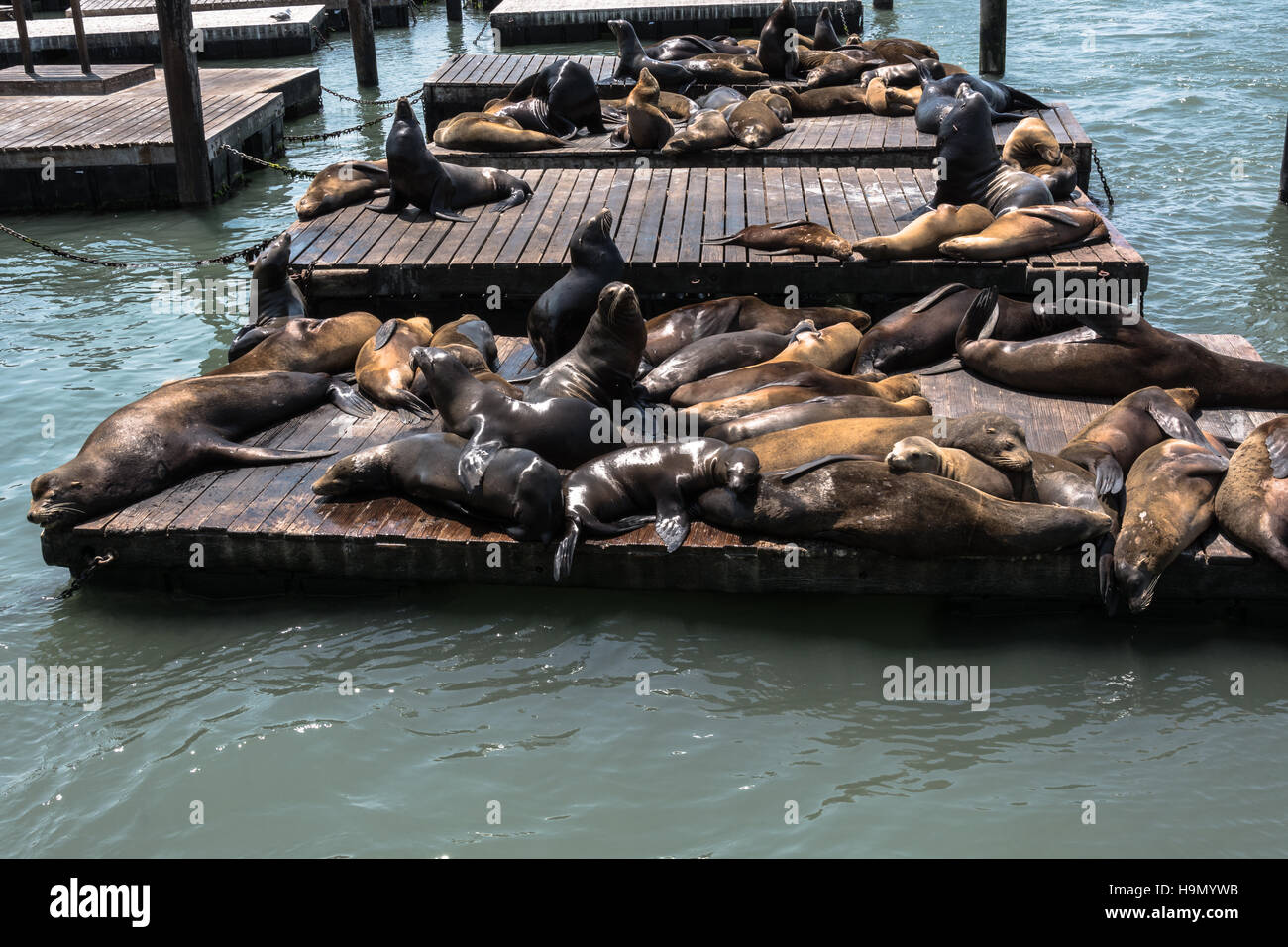 Seelöwen in San Francisco Stockfoto