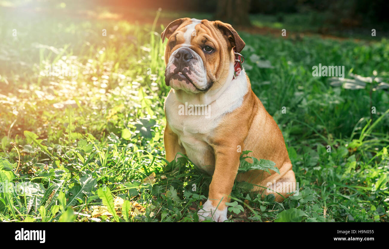 Englische Bulldogge Welpen in den Rasen, selektiven Fokus Stockfoto